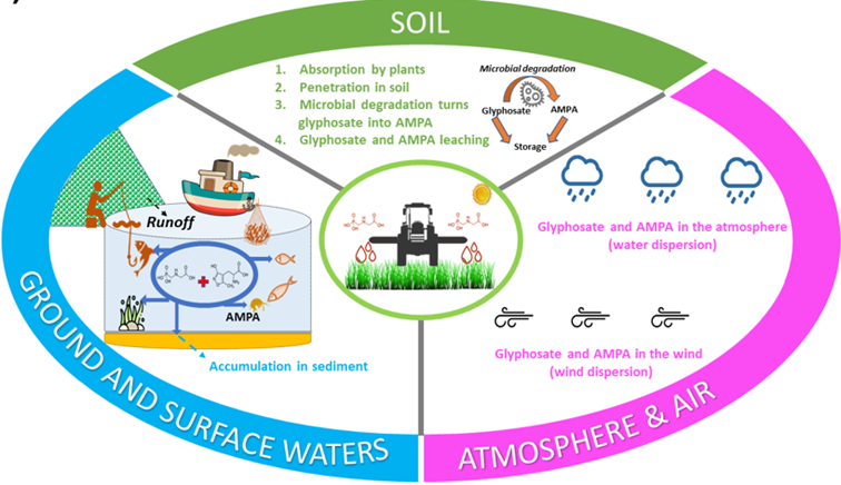 Schematic illustration of environmental pollution by glyphosate.