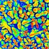 Image en coupe radiale d’un échantillon de solidification dirigée du superalliage CMSX-4 obtenue par analyse d’image sur une micrographie en contraste BSE révélant les microségrégations chimiques dans un réseau de dendrites